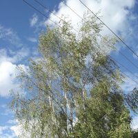 Осенняя берёзка :: Freddy 97