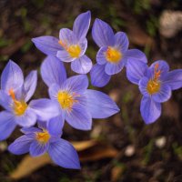 История осенних воскрешений. :: Анатолий Щербак