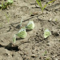 Вспомним нынешнее лето! :: Наталья Лунева 