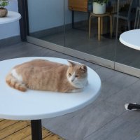 Кошки Кипра :: Андрей 