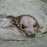 Пятнистый тюлень... :: Николай Гирш