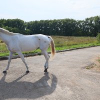 На поводу :: Дмитрий Петров