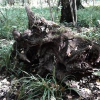 Давно здесь лежит... :: Василий Палий