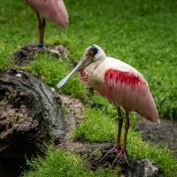 Розовая колпица... :: Николай Гирш Розовая колпица... :: Николай Гирш