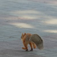 Убегает как в "Леднековом периоде" :: Александр Кондаков