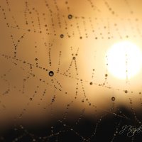 *** :: Елена Kазак (selena1965)