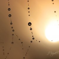 *** :: Елена Kазак (selena1965)