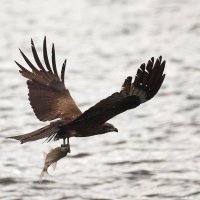 Все улетели,а он остался... :: Владилен Панченко