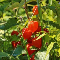 Физалис покраснел :: Светлана Физалис покраснел :: Светлана