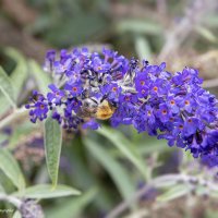 Буддлея Давида :: Светлана Ищенко