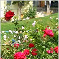 Прогулка по Москве. Розы в парке "Горка". :: Ольга Довженко