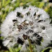 В росе :: Валентина Богатко 