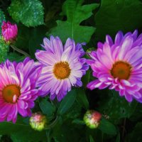 Хризантемы :: Людмила Смородинская