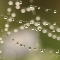 *** :: Елена Kазак (selena1965)