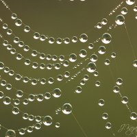 *** :: Елена Kазак (selena1965) *** :: Елена Kазак (selena1965)