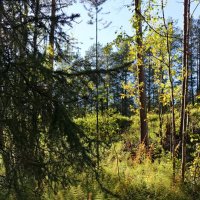 Осенние ковры :: Ольга Осенние ковры :: Ольга