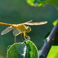 Макро мир вокруг нас... :: Николай Саржанов