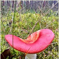 Сыроежка. :: Валерия Комова Сыроежка. :: Валерия Комова