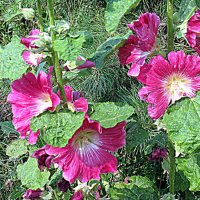 Цветы. :: Владимир Драгунский Цветы. :: Владимир Драгунский