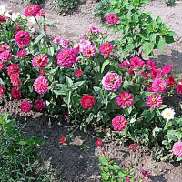 Цветы. :: Владимир Драгунский