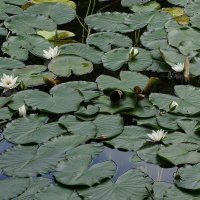 Кувшинка :: Рита Симонова