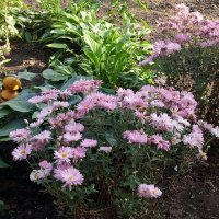 *** :: Елена Семигина