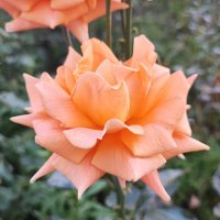 ,,, :: Сергей Тимоновский