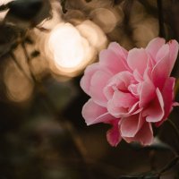 В обители осенних роз. :: Анатолий Щербак В обители осенних роз. :: Анатолий Щербак