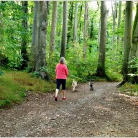 В ЛЕСУ... :: Elvira E. В ЛЕСУ... :: Elvira E.