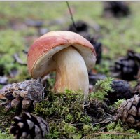 *** :: Aleksandr Gal