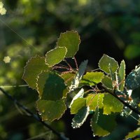 Роса от утреннего тумана :: Kventin Natabos 