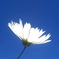 Цвета осени :: Pippa 