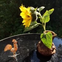 Петух спросонья перепутал, откуда солнышко встаёт! :: veilins veilins