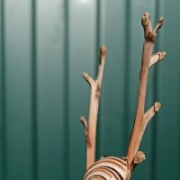 Победитель...лилейника... :: veilins veilins