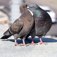 если это любовь :: Олег Лукьянов если это любовь :: Олег Лукьянов