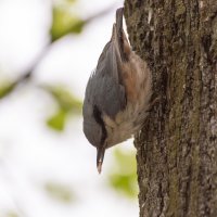 Поползень. :: Андрей Андрианов
