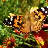 Бабочка :: Татьяна Пальчикова Бабочка :: Татьяна Пальчикова