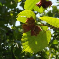 Фундук :: Freddy 97