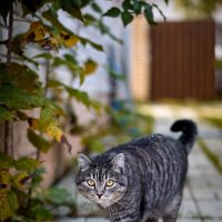 Кот :: Александр Морозов