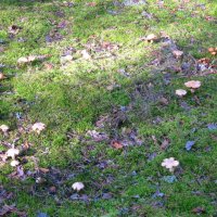 "Ведьмин круг :: Евгений Корьевщиков