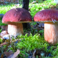 Семейство боровиков :: Евгений Корьевщиков