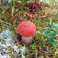 Про подосиновик в осеннем лесу :: Ирина Румянцева Про подосиновик в осеннем лесу :: Ирина Румянцева