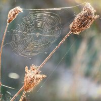 *** :: Надежда Куркина *** :: Надежда Куркина