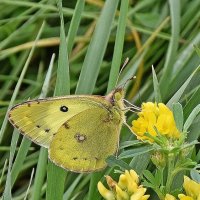 Луговая красавица! :: Валентина Нефёдова Луговая красавица! :: Валентина Нефёдова