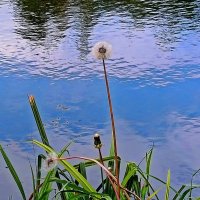 На реке. :: Валентина Нефёдова На реке. :: Валентина Нефёдова