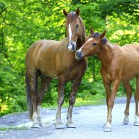 Ходят кони ;;; :: Валерий 
