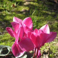 Цикламены :: Валерий 