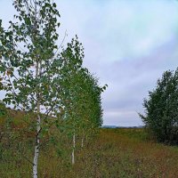 *** :: Светлана Кузнецова