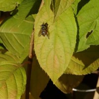 ПЧЕЛА :: СЕРГЕЙ ФИЛОЧКИН