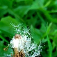 Парашютики одуванчика :: светлана льдокова